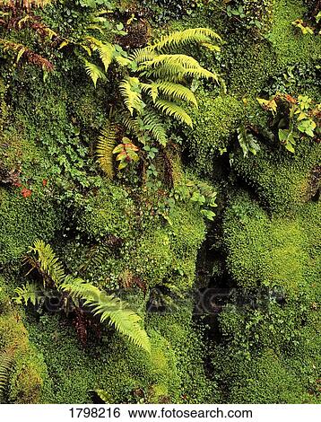 Stock Photograph - Fern and Moss in Gorge, Japanese Garden, Powerscourt Gardens, Co Wicklow, Ireland. Fotosearch