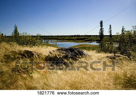 Fields in Inuvik, Northwest Territories, Canada View Large Photo Image Stock Photograph - Fields in Inuvik, Northwest Territories, Canada. Fotosearch