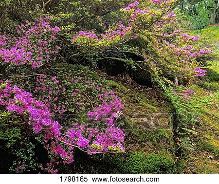 Stock Photography - Flowers and moss. Fotosearch