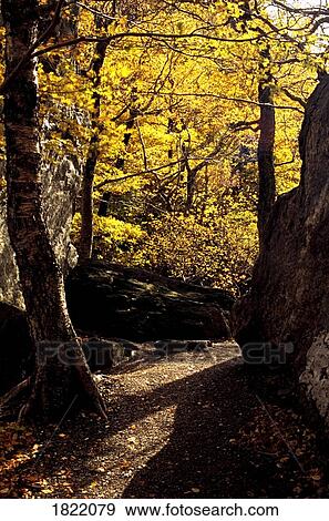 Stock Photo - Forest path. Fotosearch