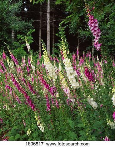 Stock Photo - Foxgloves, Coolcarrigan, Co Kildare, Ireland. Fotosearch