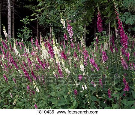 Stock Photograph - Foxgloves. Fotosearch