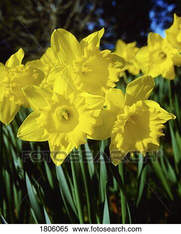 Stock Photography - Garden Flowers, Daffodils. Fotosearch