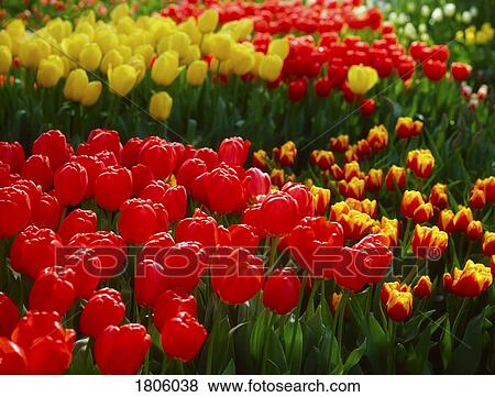 Stock Photo - Garden Flowers, Tulips. Fotosearch