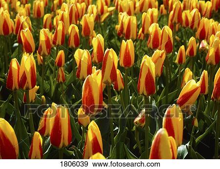 Stock Photo - Garden Flowers, Tulips. Fotosearch