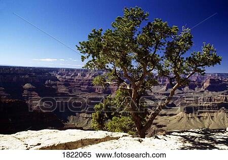 Grand Canyon, Colorado, USA View Large Photo Image Stock Photography - Grand Canyon, Colorado, USA. Fotosearch
