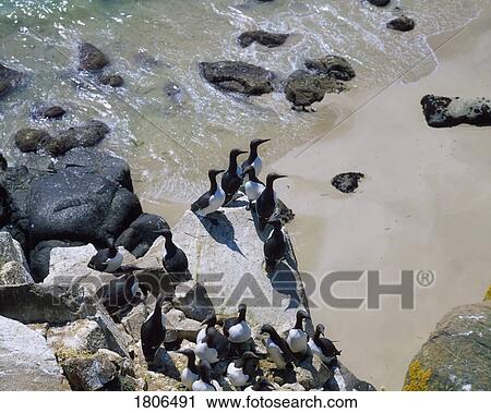 Stock Image - Guillemot, Saltee Islands, Co Wexford, Ireland. Fotosearch