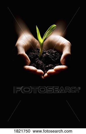 Stock Image - Hands holding a seedling. Fotosearch