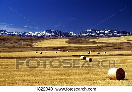 Harvested wheat field, Montana, USA View Large Photo Image Stock Image - Harvested wheat field, Montana, USA. Fotosearch
