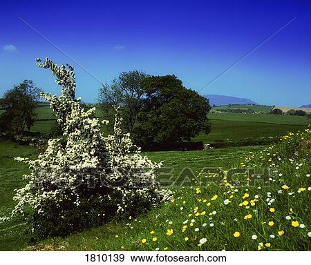 Stock Photo - Hawthorn blossom and wildflowers, Co Louth, Ireland. Fotosearch