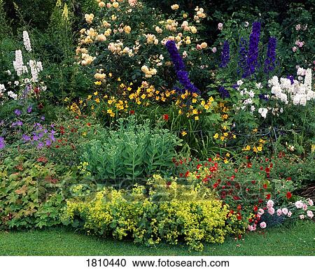 Stock Image - Herbaceous border. Fotosearch