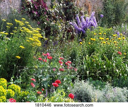 Stock Photograph - Herbaceous Border. Fotosearch