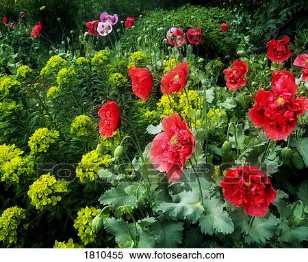 Stock Photography - Herbaceous border. Fotosearch