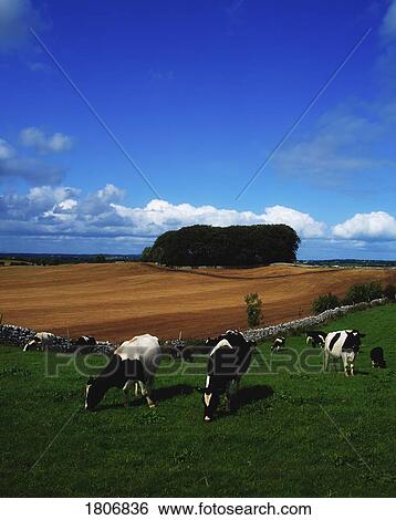 Holstein-Friesian Cattle, Co Meath, Ireland View Large Photo Image Stock Photograph - Holstein-Friesian Cattle, Co Meath, Ireland. Fotosearch