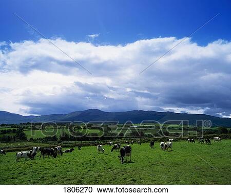 Holstein Friesian Cattle, Comeragh Mountains in Carrick-on-Suir, Co Waterford, Ireland View Large Photo Image Stock Image - Holstein Friesian Cattle, Comeragh Mountains in Carrick-on-Suir, Co Waterford, Ireland. Fotosearch