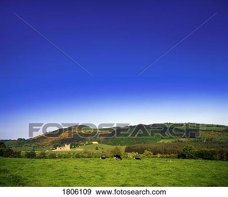 Stock Photo - Holstein-Friesian Cattle, Fore Abbey, Co Westmeath, Ireland. Fotosearch