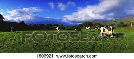 Holstein-Friesian cattle grazing in Irish field View Large Photo Image Stock Image - Holstein-Friesian cattle grazing in Irish field. Fotosearch