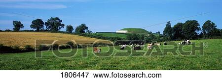 Stock Photo - Holstein-Friesian cattle in front of Newgrange, Ireland. Fotosearch