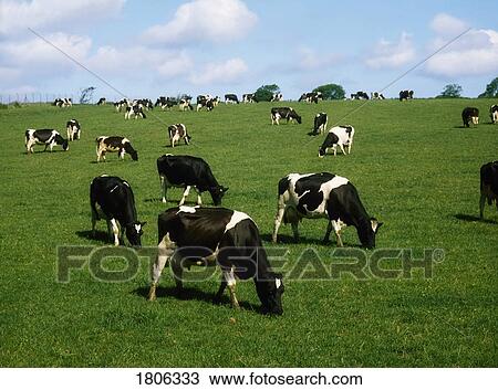 Stock Image - Holstein-Friesian cattle, Ireland. Fotosearch