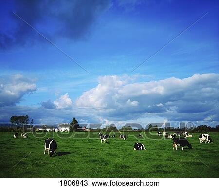 Stock Image - Holstein-Friesian Cattle near Thurles, Co Tipperary, Ireland. Fotosearch