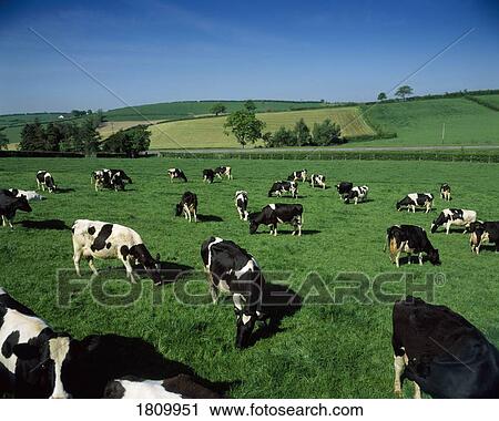 Holstein-Friesian dairy cows, Co Down, Ireland View Large Photo Image Stock Image - Holstein-Friesian dairy cows, Co Down, Ireland. Fotosearch