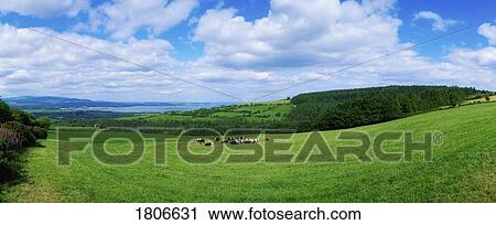 Holstein-Friesian, Dungarvan, Co Waterford View Large Photo Image Stock Image - Holstein-Friesian, Dungarvan, Co Waterford. Fotosearch