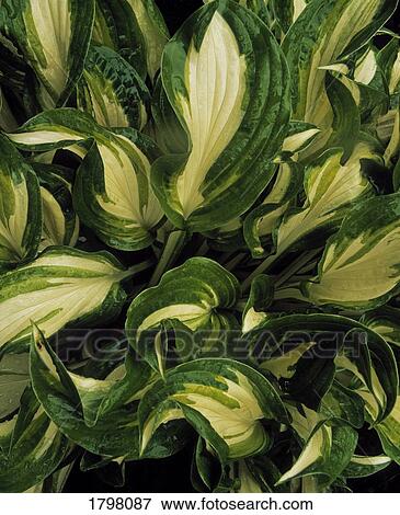 Hosta Undulata in Spring, Ardcarrig, Co Galway, Ireland View Large Photo Image Stock Photo - Hosta Undulata in Spring, Ardcarrig, Co Galway, Ireland. Fotosearch