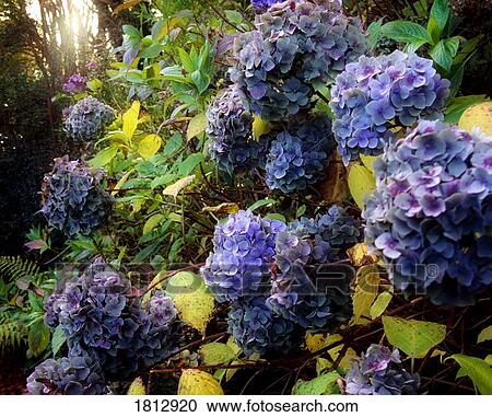 Hydrangeas in a Robinsonian garden View Large Photo Image Stock Image - Hydrangeas in a Robinsonian garden. Fotosearch