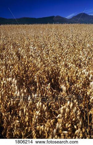Picture - Irish grain crops. Fotosearch