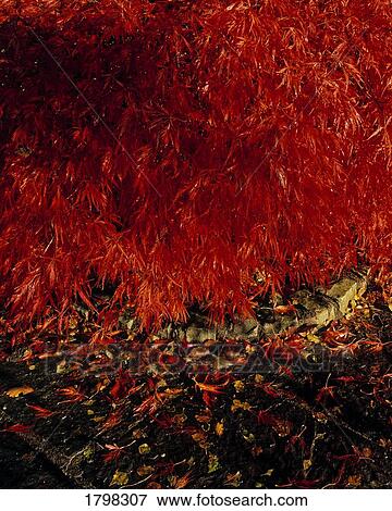 Japanese Maple in Autumn, Lakemount Gardens, Co Cork, Ireland View Large Photo Image Stock Photo - Japanese Maple in Autumn, Lakemount Gardens, Co Cork, Ireland. Fotosearch