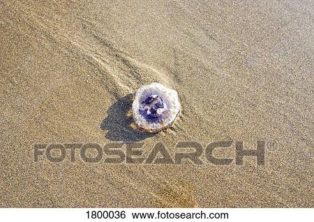 Stock Photograph - Jellyfish on sand. Fotosearch