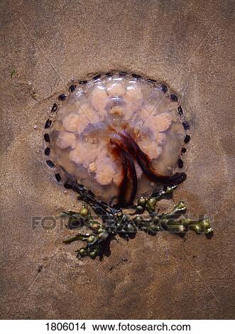 Picture - Jellyfish. Fotosearch