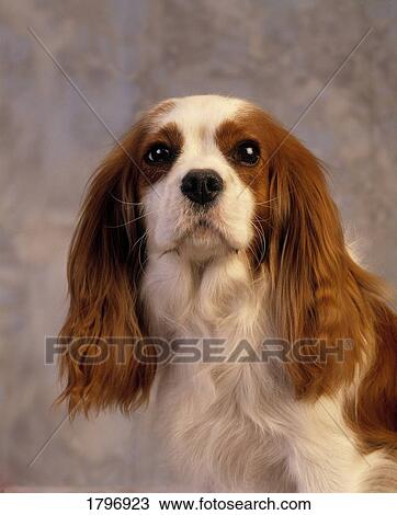 King Charles Spaniel View Large Photo Image Stock Image - King Charles Spaniel. Fotosearch