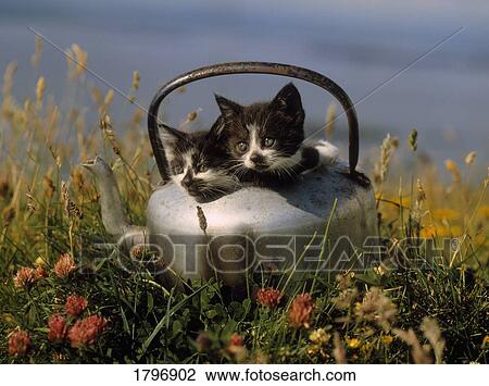 Kittens in an old kettle View Large Photo Image Stock Image - Kittens in an old kettle. Fotosearch