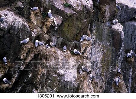 Kittiwakes, Saltee Islands, Ireland View Large Photo Image Stock Image - Kittiwakes, Saltee Islands, Ireland. Fotosearch