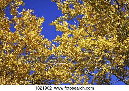 Stock Image - Leaves on trees. Fotosearch
