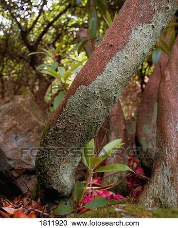 Stock Image - Lichen growing on trees. Fotosearch