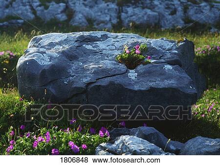 Stock Photo - Limestone & wildflowers, The Burren, Co Clare, Ireland. Fotosearch