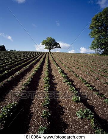 Picture - Lone tree and potato furrows, Ireland. Fotosearch