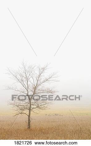 Stock Photograph - Lone tree in a wheat field. Fotosearch
