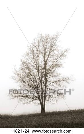 Picture - Lone tree in the mist. Fotosearch