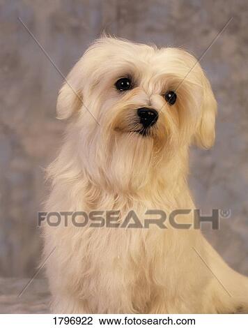 Stock Image - Maltese dog. Fotosearch