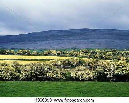 Stock Image - May trees in The Burren, Co Clare, Ireland. Fotosearch
