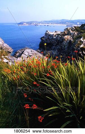 Picture - Monbretia wildflowers and Port Na Blagh, Co Donegal, Ireland. Fotosearch