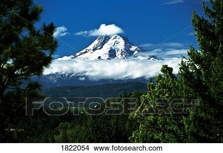 Picture - Mount Hood framed by trees, Oregon, USA. Fotosearch