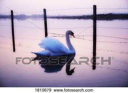 Stock Photo - Mute Swan, Co Down, Ireland. Fotosearch