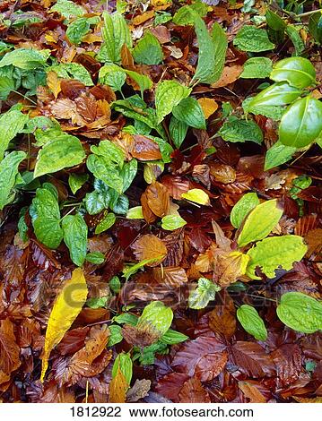 Stock Image - New growth in autumn leaves. Fotosearch