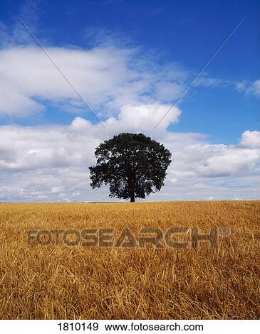 Oak tree at midday in barley field, Ireland View Large Photo Image Stock Photo - Oak tree at midday in barley field, Ireland. Fotosearch