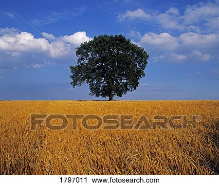 Oak tree in a Barley field, Ireland View Large Photo Image Stock Image - Oak tree in a Barley field, Ireland. Fotosearch