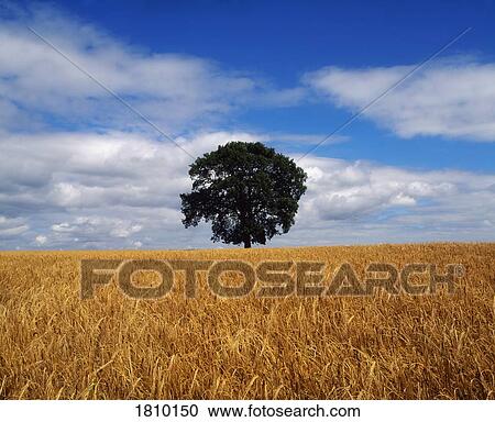 Oak tree in a barley field, Ireland View Large Photo Image Stock Image - Oak tree in a barley field, Ireland. Fotosearch